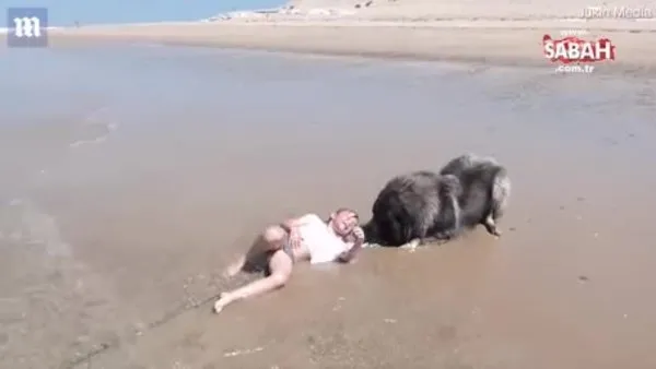 Bir anda dalgaların arasında kalan çocuğu, köpek böyle kurtardı