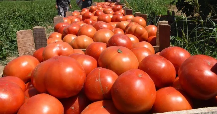 Datça’da güz domatesi için hasat zamanı