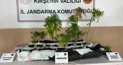 Kırşehir'de kenevir operasyonu: 1 gözaltı #kirsehir