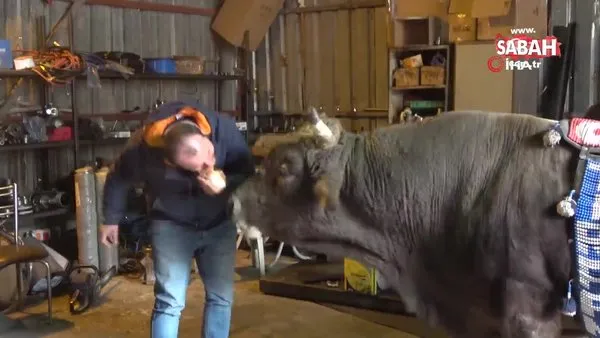 Tamirhanede beslediği 900 kiloluk boğasını 8 yıldır bir an olsun yanından ayırmıyor | Video