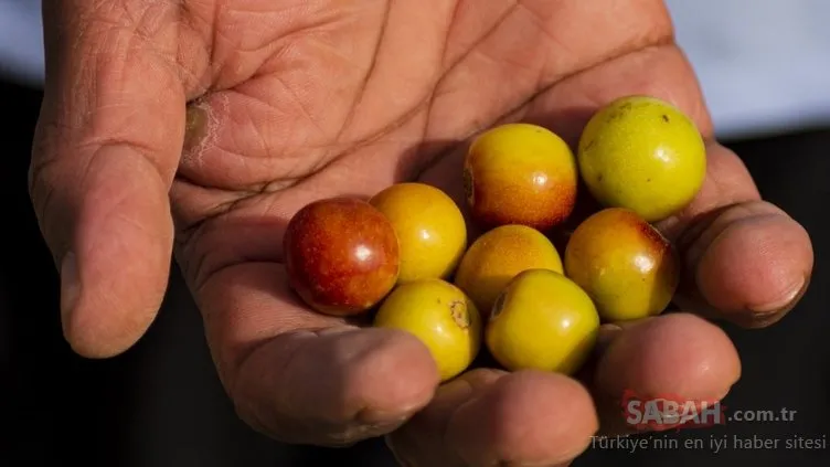 Anadolu’nun gizli hazinesi: Hünnap