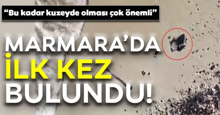 Marmara Denizi’nde bir ilk! O noktada caretta caretta yuvası tespit edildi