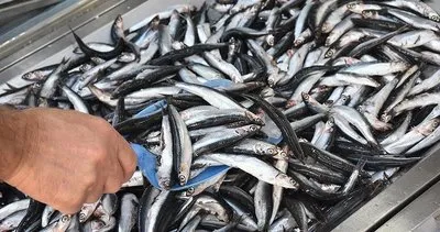Tezgahlarda hamsi bolluğu! Hamsi 50 liraya kadar düştü #kirsehir
