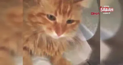 Muğla Bodrum’da yaralı bulunan kedinin çekilen röntgeni korkunç gerçeği ortaya çıkard!