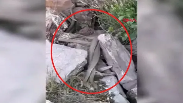 İzmir'de yer altından çıkan yılan sürüleri deprem habercisi mi? | Video
