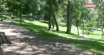 İBB ağaç katliamına devam ediyor | Video