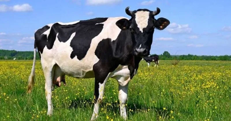 ruyada inek gormek ne anlama gelir ruyada inek gormek nasil yorumlanir son dakika haberler