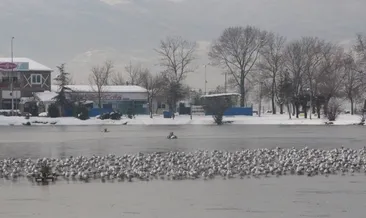 Kocaeli Fuar gölü buz tuttu