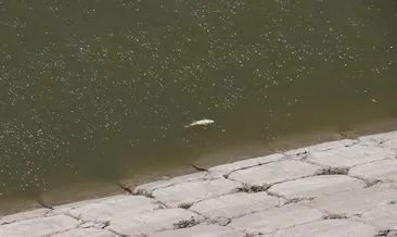 Asi Nehri’ndeki balık ölümleri