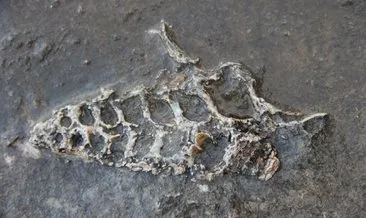 Adıyaman’da heyecanlandıran keşif! 70 milyon yıl öncesine ait