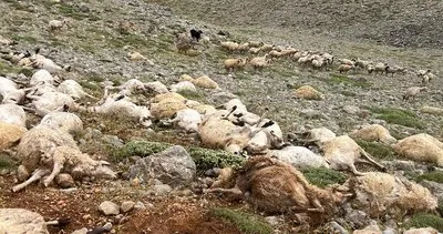 Yıldırım düşmesi sonucu 216 hayvanını kaybeden üreticilerin zararı karşılanıyor #tunceli