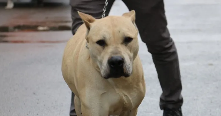Başına 10 bin TL ödül konulan köpek bulundu