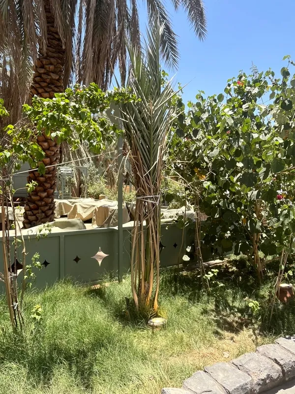 hurma-agaclarinin-bir-ailesi-var-1780463377453.jpg