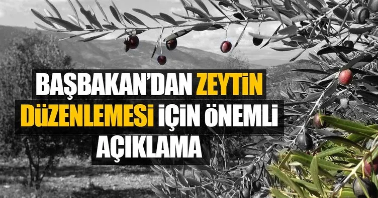 AK Parti Türkiye’yi zeytincilikte dünya ikincisi yaptı