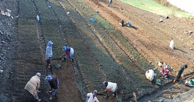 Anamur ürün zenginliğine salep de ekledi