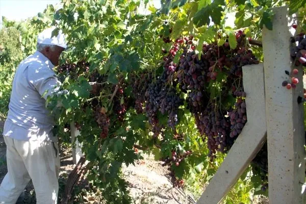 Kış aylarının vazgeçilmezi Orcik