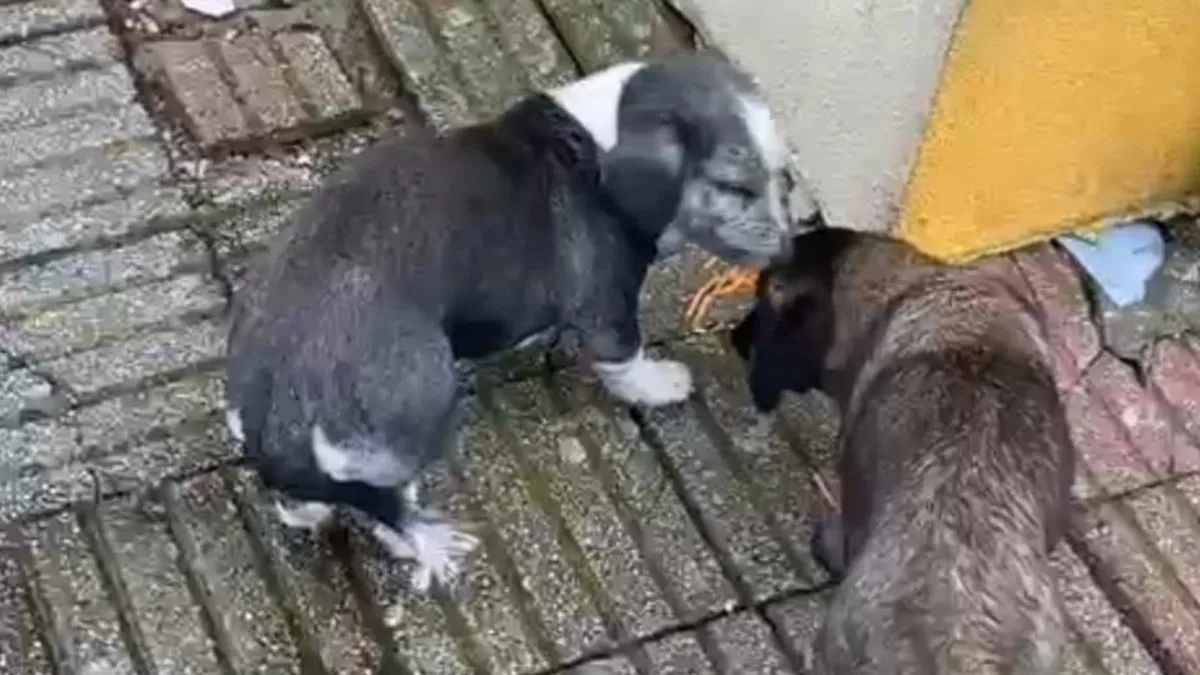 Müdür Yardımcısının bahçede beslediği köpekler 9 yaşındaki öğrenciyi ısırdı