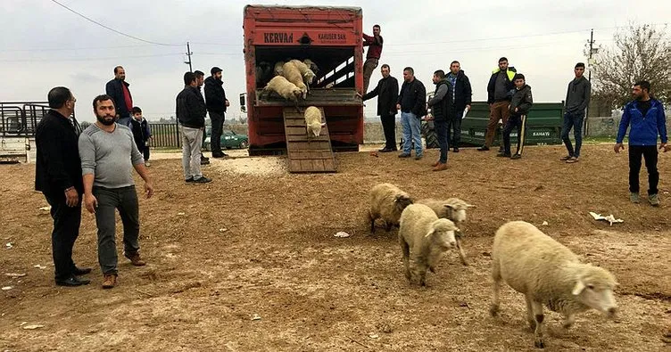Genç çiftçiler koyunlarına kavuştu