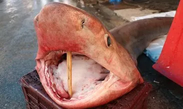 Mersin’de dev köpek balığı, balıkçıların ağına takıldı