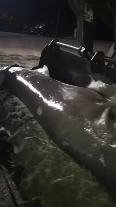 İzmir’de 3 metre uzunluğunda köpek balığı karaya vurdu