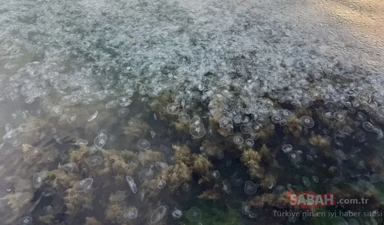 Sinop’ta şaşkına çeviren görüntü: Binlercesi kıyıya vurdu!