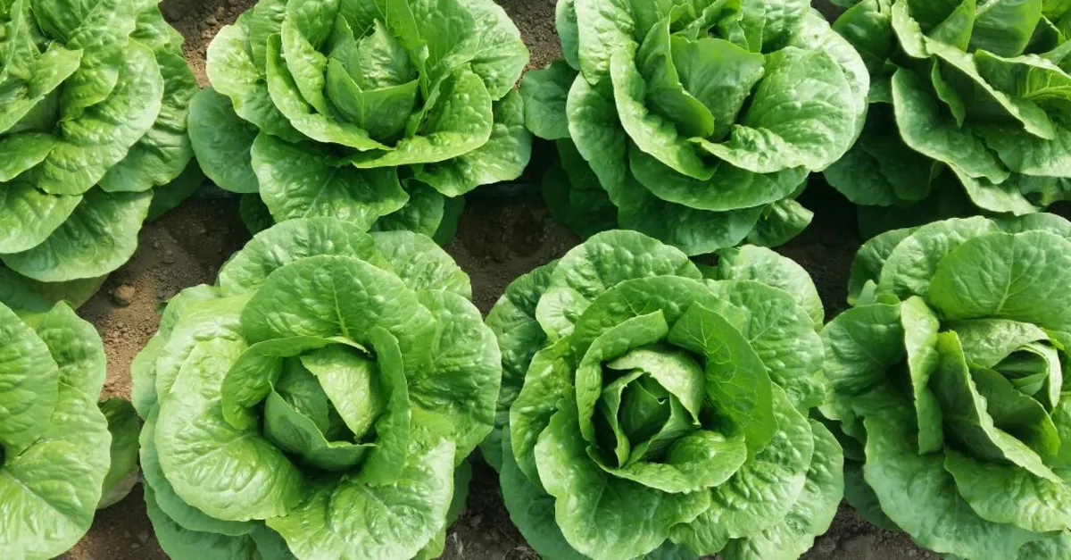 Marulun faydaları nelerdir, ne işe yarar? Marul zayıflatır mı, hangi hastalıklara iyi gelir? - Sağlık Haberleri