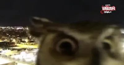 Meraklı baykuş gözlem kamerasını saniye saniye inceledi | Video