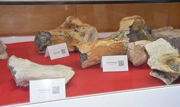 28 bin yıllık mamut fosili üniversitede sergileniyor