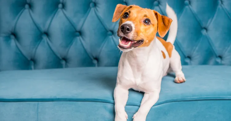 Rüyada köpekten kaçmak ne anlama gelir? Rüyada köpek sürüsü