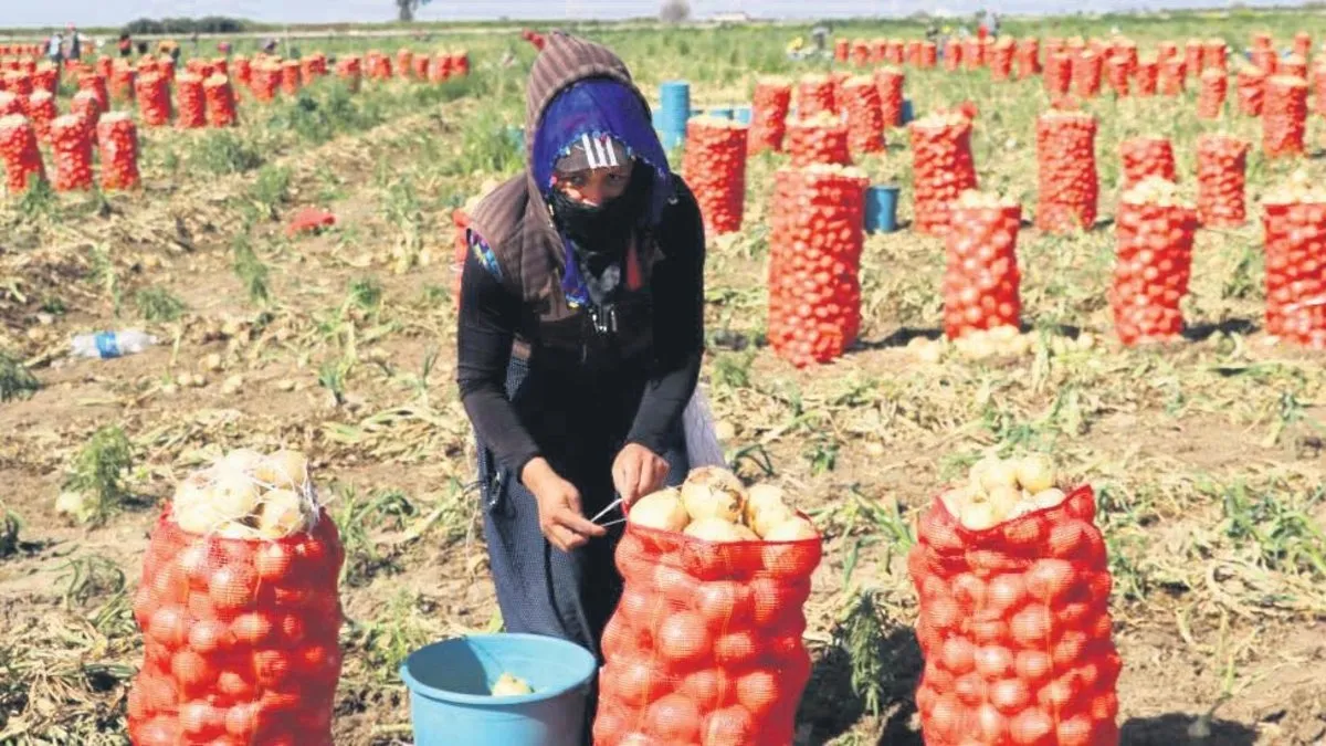 Soğan tarlada kaldı çiftçi alıcı bulamadı koyunlara yediriyor