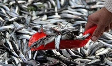 Ekonomik balık türleri Marmara’da daha kısa kalıyor