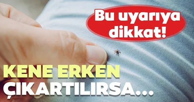 Kene erken çıkartılırsa hastalık bulaşma riski azalır