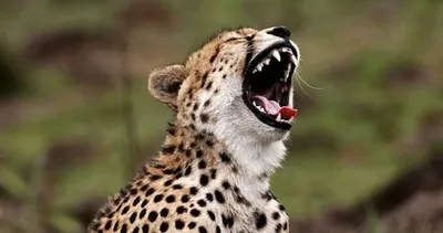 Hayvanların ilginç halleri!