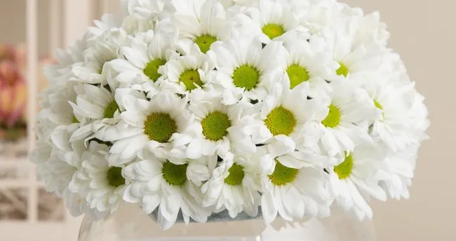 Cicek Sepeti Musteri Hizmetleri Telefon Numarasi Kac Son Dakika Haberler