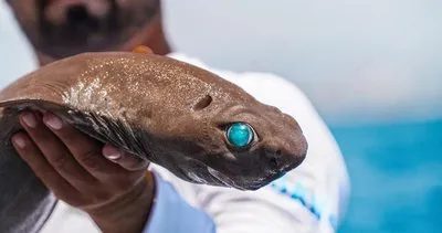 Herkes bu köpek balığını konuşuyor: Gözleri zümrüt gibiydi!