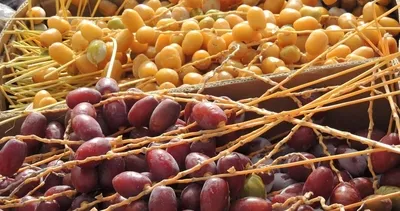 Bir haftada göbek yağlarını eriten mucizevi hurma diyeti