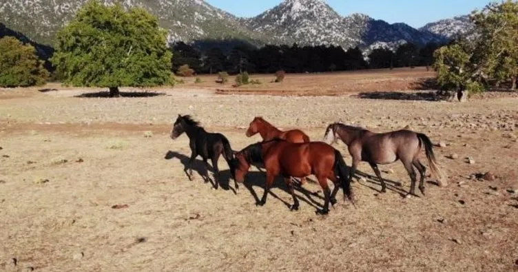 Alevlerden kaçan yılkı atları 2 ay sonra evlerine geri döndü