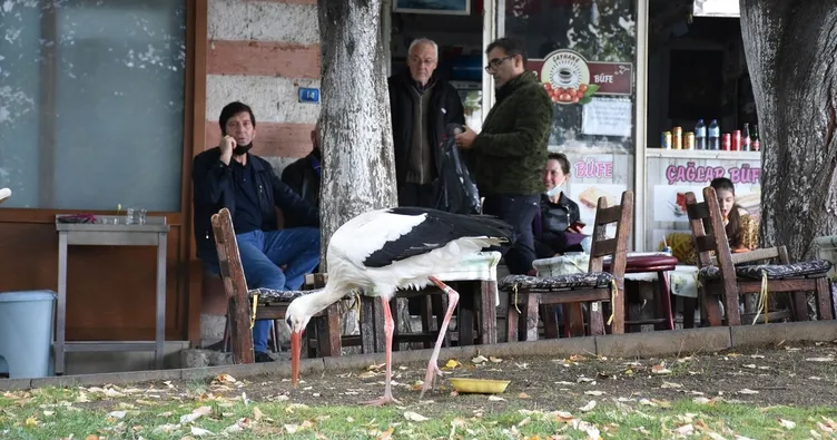 Leylek ‘Yaşar’ şehirde yaşamaya alıştı