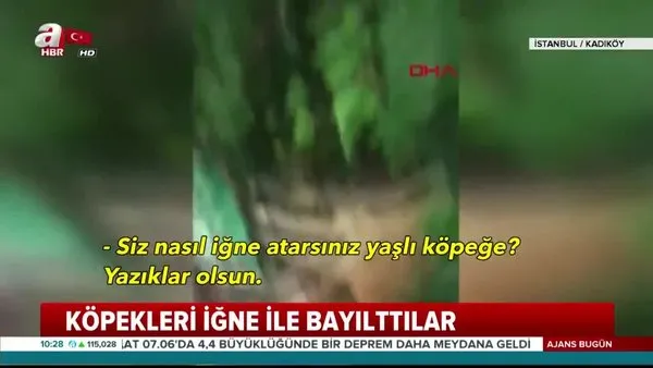 İstanbul Kadıköy'de hayvanseverleri şoke eden görüntüler | Video