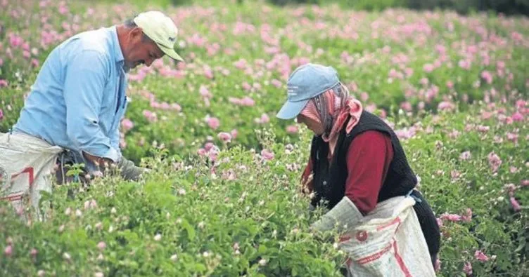 Gül değil altın yağı