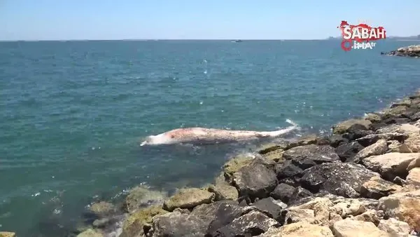 Dünyanın en büyük ikinci balinası, Mersin'de karaya vurdu | Video
