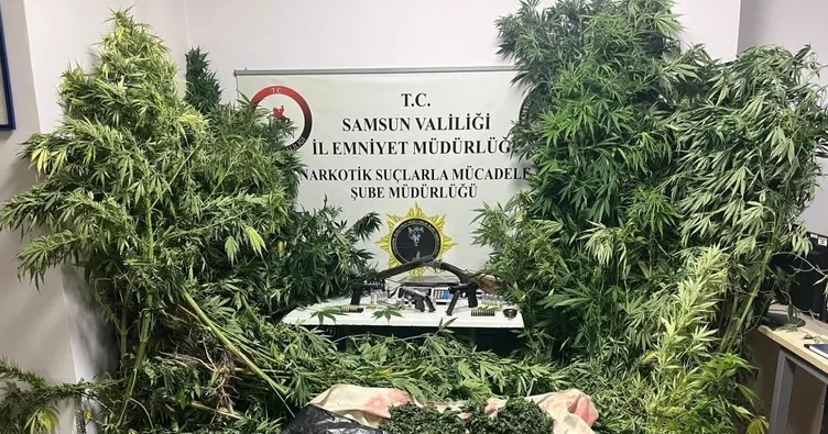 Samsun’da gerçekleştirilen operasyonda 502 kök kenevir ele geçirildi!