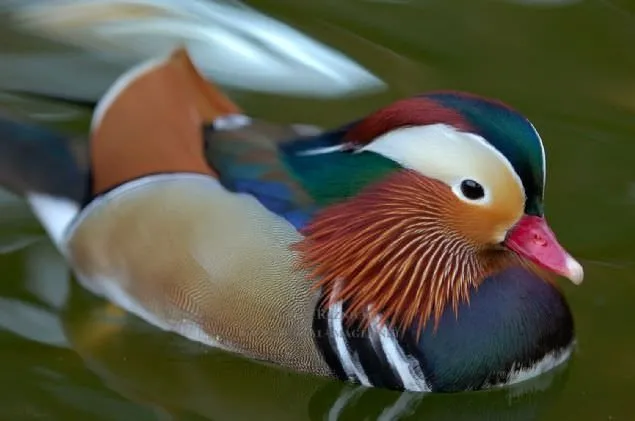 Sadakat ve sevginin sembolü mandarin ördekleri