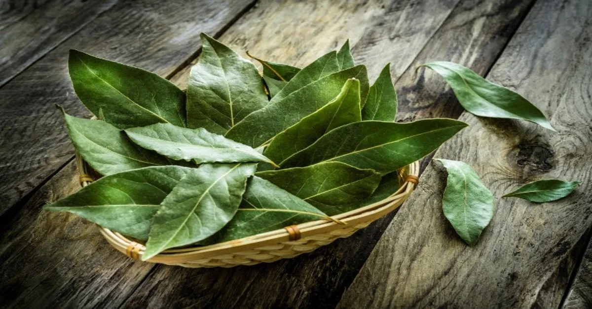 defne yapraginin faydalari nelerdir nerelerde kullanilir defne yapragi hangi hastaliklara iyi gelir iste mucizevi faydalari saglik haberleri