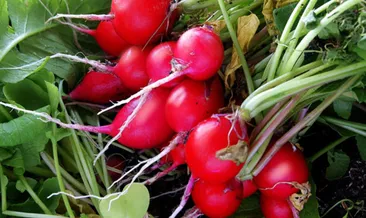 Siyah, beyaz ve kırmızı turp çeşitleri faydaları nelerdir? Turp zayıflatır mı, ne işe yarar?