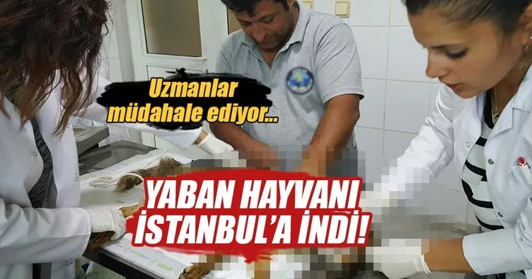 Avcılar’da bulunan tilki tedavi altında