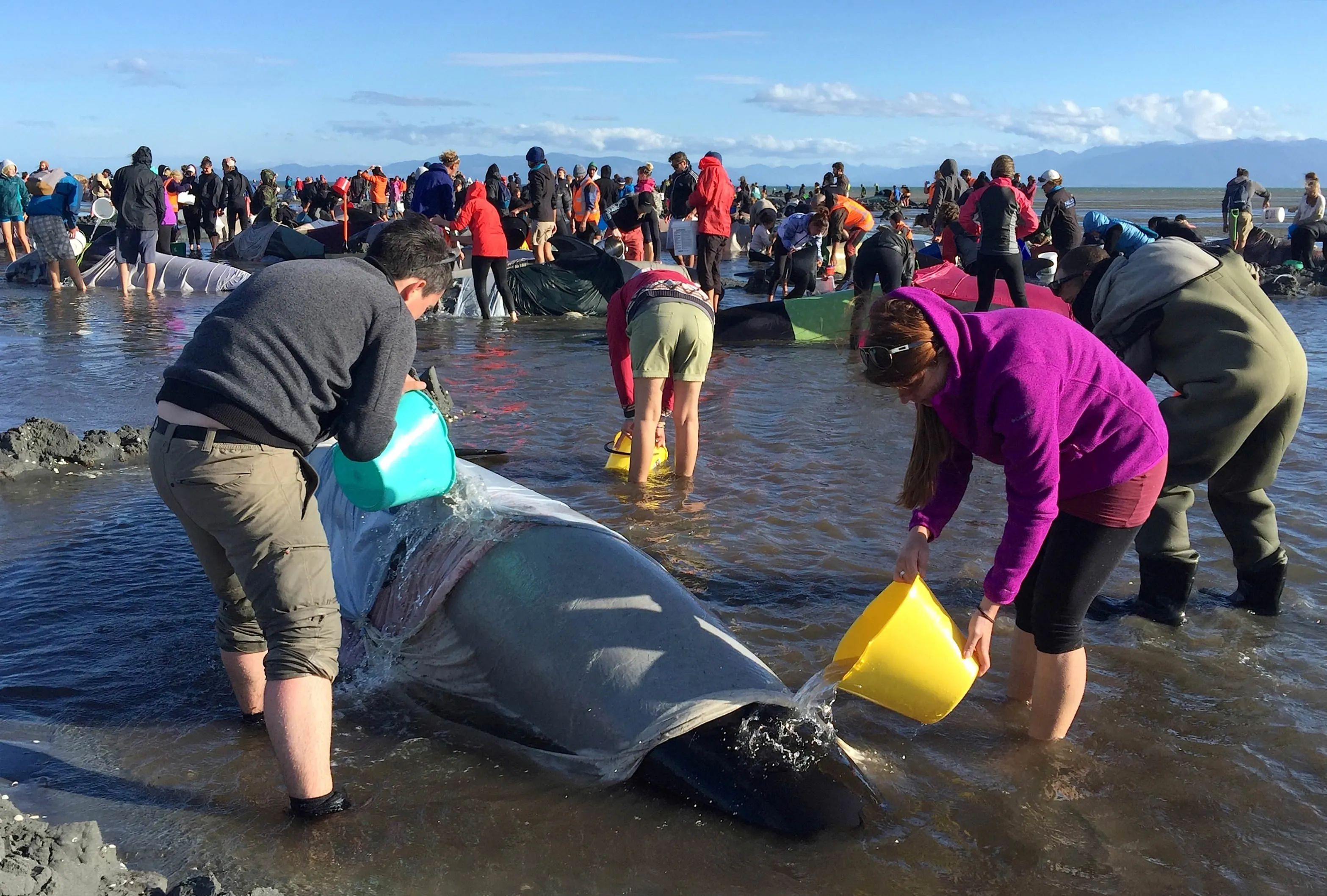Почему дельфинов выбрасывает на берег. Киты выбросились на берег новая Зеландия. В новой Зеландии дельфины выбросились на берег. Гринды выбросились на берег. Массовое выбрасывание китов на берег.