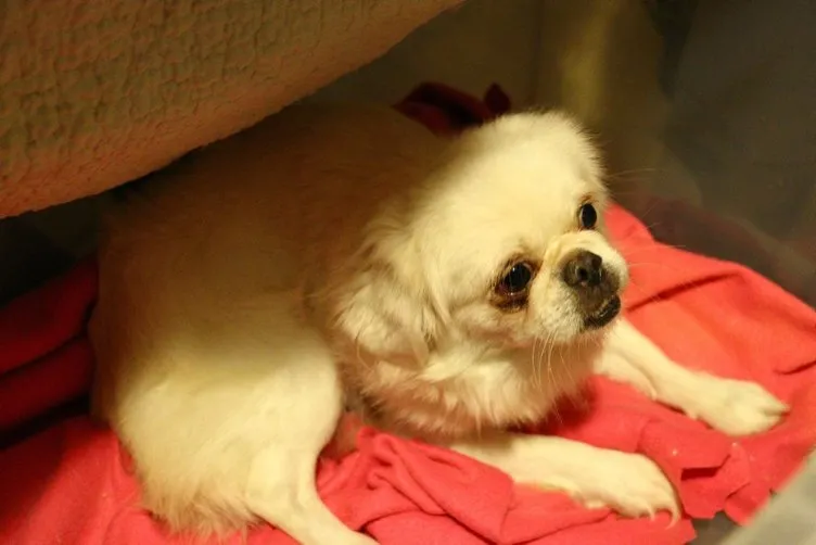 SON DAKİKA Ankara�da köpek operasyonu! 9 köpek kurtarıldı xbtn Son