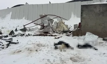 Siirt'te 3 ahırın çatısı çöktü! Çok sayıda hayvan telef oldu #siirt