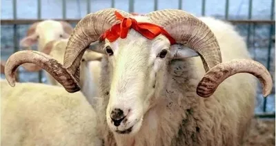 Bayram tatili 9 gün olacak mı? Bakan Ersoy’dan açıklama! 2025 Kurban Bayramı ne zaman başlıyor, tatil kaç gün?